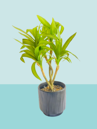 Decorative Green Indoor Plant for Home & Office