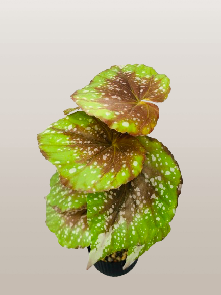 Large Artificial Decorative Plant with Black Ribbed Pot - Image 2